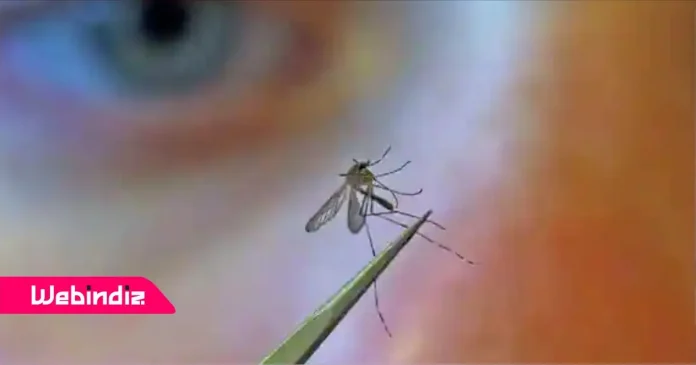 Nowadays the danger of dengue has increased very much. The reason for this is mosquitoes